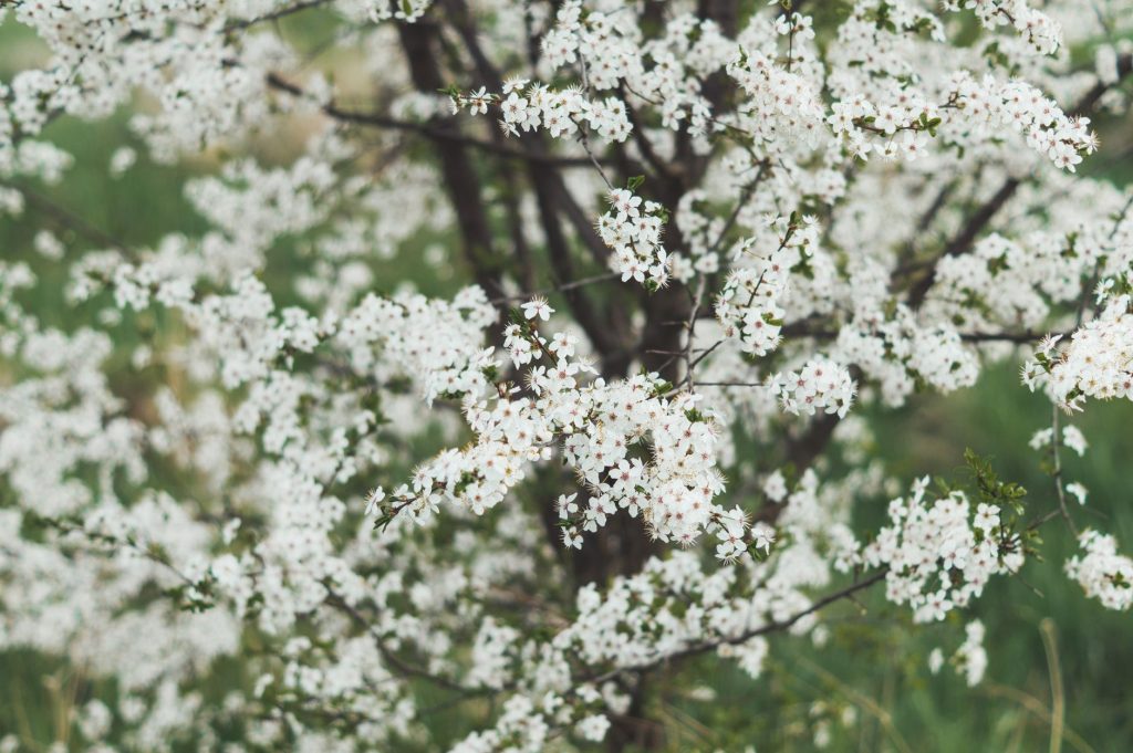 Comment atténuer les allergies saisonnières au printemps