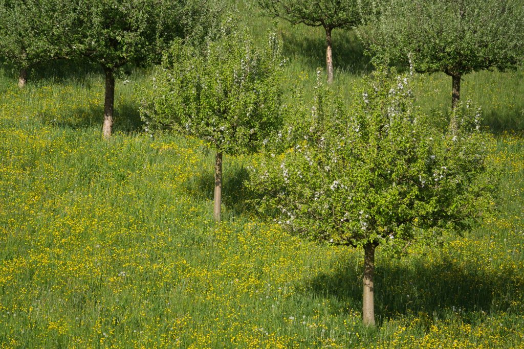 Prévenir les allergies saisonnières : les meilleures pratiques